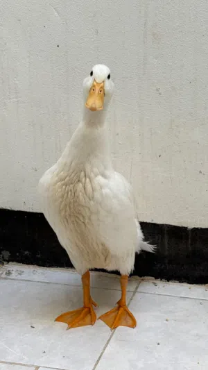 Duck for sale 2.5 months old.