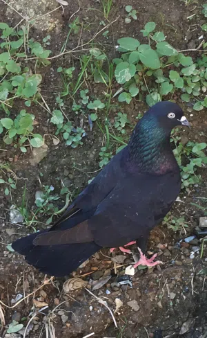 كويتي عرض خاص الزوج ب500.... Kuwaity pigeon
