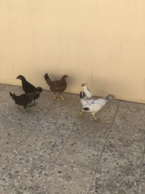 صيصان بلدي شهرين