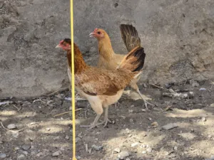 دجاج عماني للبيع