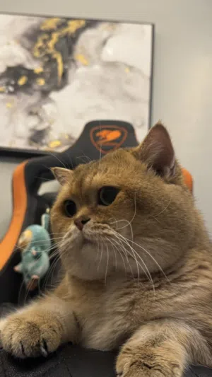 للبيع بسبب كثرة القطط عندي