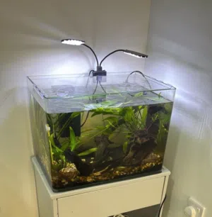 Aquarium Fish