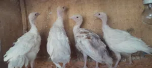 انتاج ديك رومي