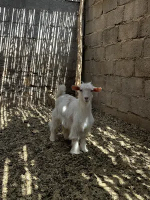 صخله رحبيه للبيع