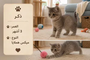 3قطط للبيع  عمرهم 3اشهر ونص تقريبا  مو مطعمين