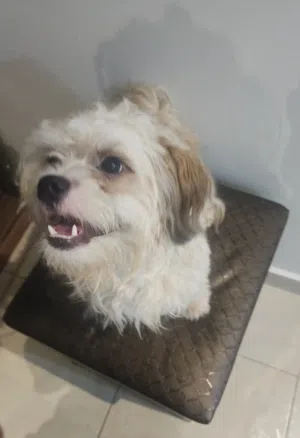 Two Male Purebred Maltese for sale!