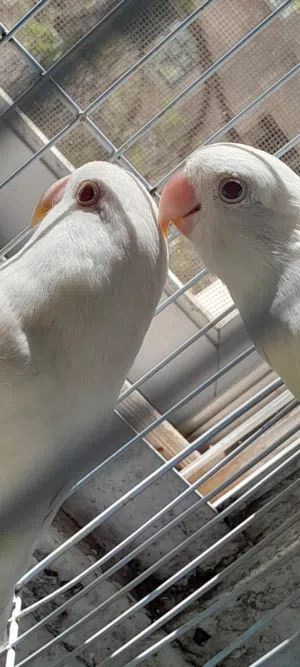 جوز روز ابيض عين حمراء حجم متوسط