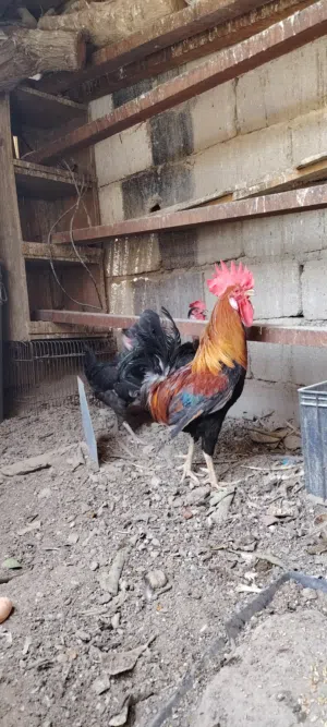 ديك شمسي ودجاجات اثنين سود امهات ركيبة للبيع