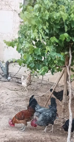 ديوك للبيع