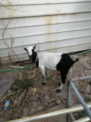 ‏ماعز‏0