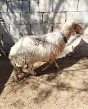 عقائق ذبائح نذر فدو بلدي سن نظيف الموقع سحاب