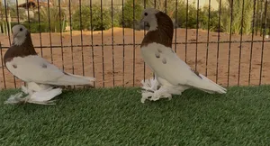 ‏حمام‏4