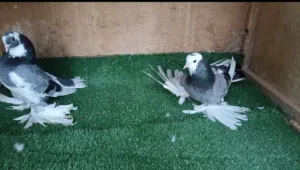 كوبية هزاز طرنبيط مسبعة