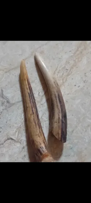 قرون غزال للبيع