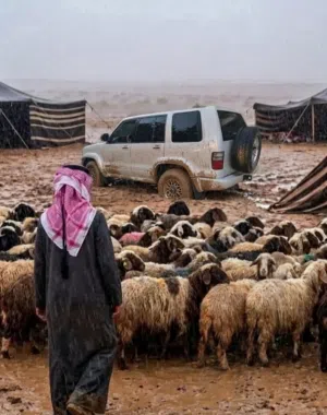 عروض حتى نفاذ الكميه بسعر ينافس ويناسب