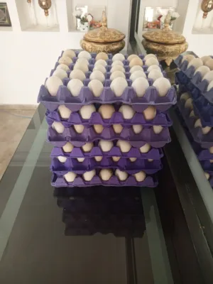 بيض بلدي و رقابي و لوهمان مخصب للبيع