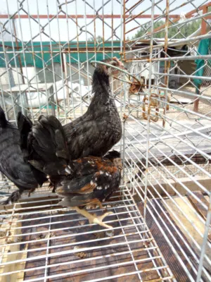 دجاج للبيع بلدي مشكل العدد40العمرمن1شهر الى4