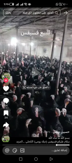الديك الرومي أمريكي البرونز اسمه