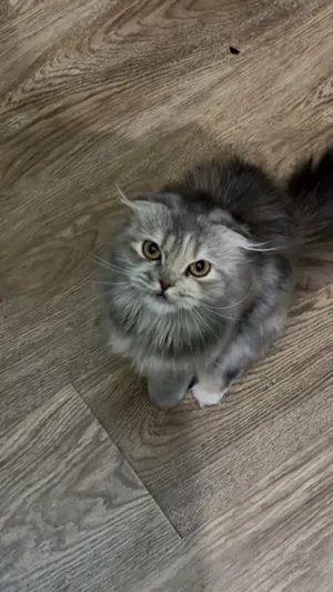 Persian cats 11 months