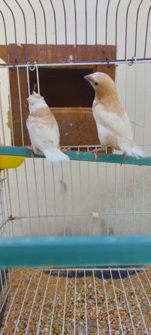 كوبيا زيبرا منقليز نتايا مشوشة للبيع ريش