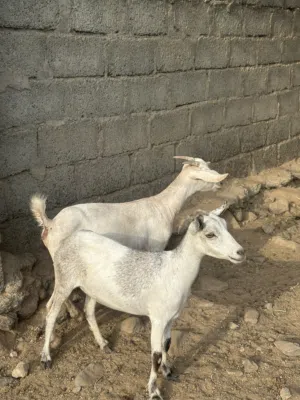 للبيع صخلات مال صلاله