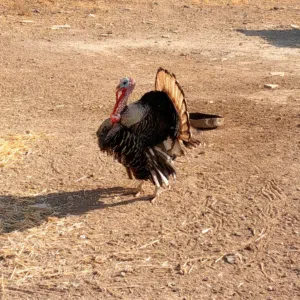 ديك حبش وحبشه