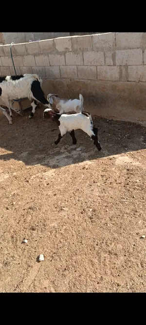 Goats0