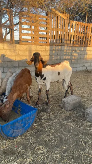 عرض خاص تيس اثيوبي حجم كبير ب170ر فول سمنه وزن اكثر  من  35كيلو تقريبا   تواصل على واتساب مطعوم سنة