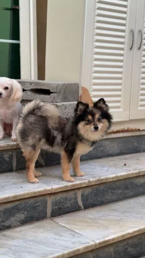 pomeranian female 8 months old name mimi shih deliver 1 time 3 pappys friendly potty trained