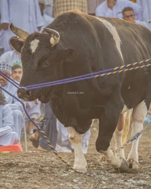 عشاق حلال 