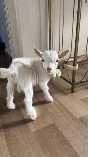 سخل صغير (جدي) عمر 3 اسابيع صحه ممتازة ونظيف جداً