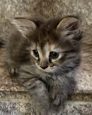 قطه صغيره للبيع