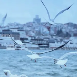 بو عبد العزيز 
