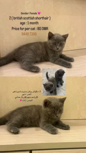 Gender: Female 2 (british scottish shorthair ) age: 1 month Price for per cat: 80 OMR