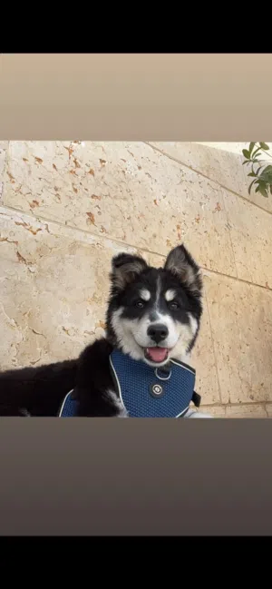 كلب هاسكي العمر ثلاث شهور