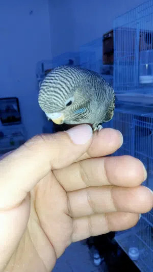 ذكر بادجي بلاك فيس
