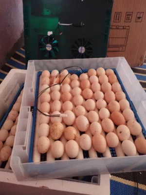 فرصة: دجاج بلدي للتربية أو للأكل