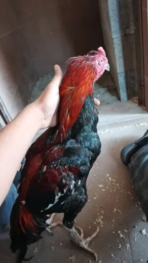 للبيع ديج فايتر تركي بصحه ممتازه حق انتاج العمر سنه وشوي