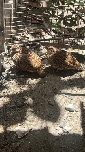 صفارد اللبيع مع الجحل