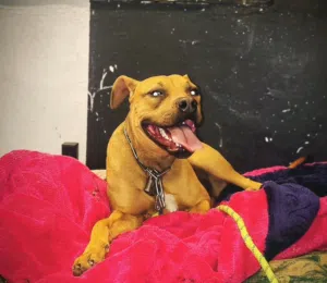 كلبه بيتبول للبيع بسعر مغري جداً