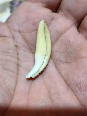 ناب الذئب قديم واصلي