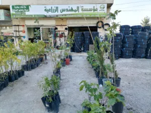 اشجار عروض