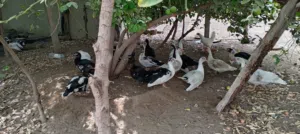 بط بعمر يقارب 5-6 شهور وبحجم متوسط الوصف مهم