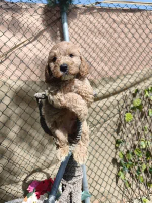 Cockapoo puppy