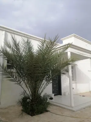 للبيع نخله تمر مثمره