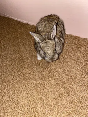 أرنب اللون بني ذكر وأليف ولتربيه المنزليه والبريه