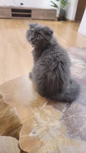Kitten cat