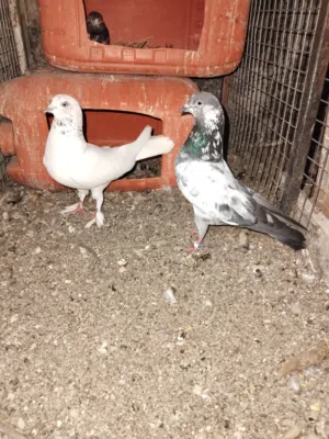 حمام باکستانی البیع واحد2.5
