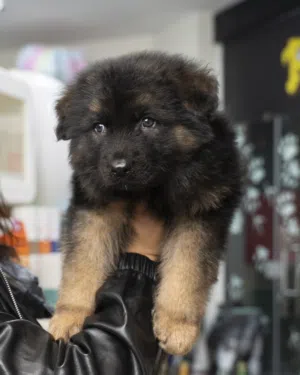 جيرمن شيبرد لونج هير كسحه حجم ضخم صحه ممتاز والتسليم في عياده بيطريه