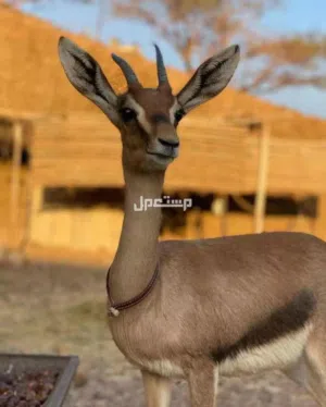 مطلوووب غزلان الديماني زوج اليف او شبه اليف بسعر مناسب